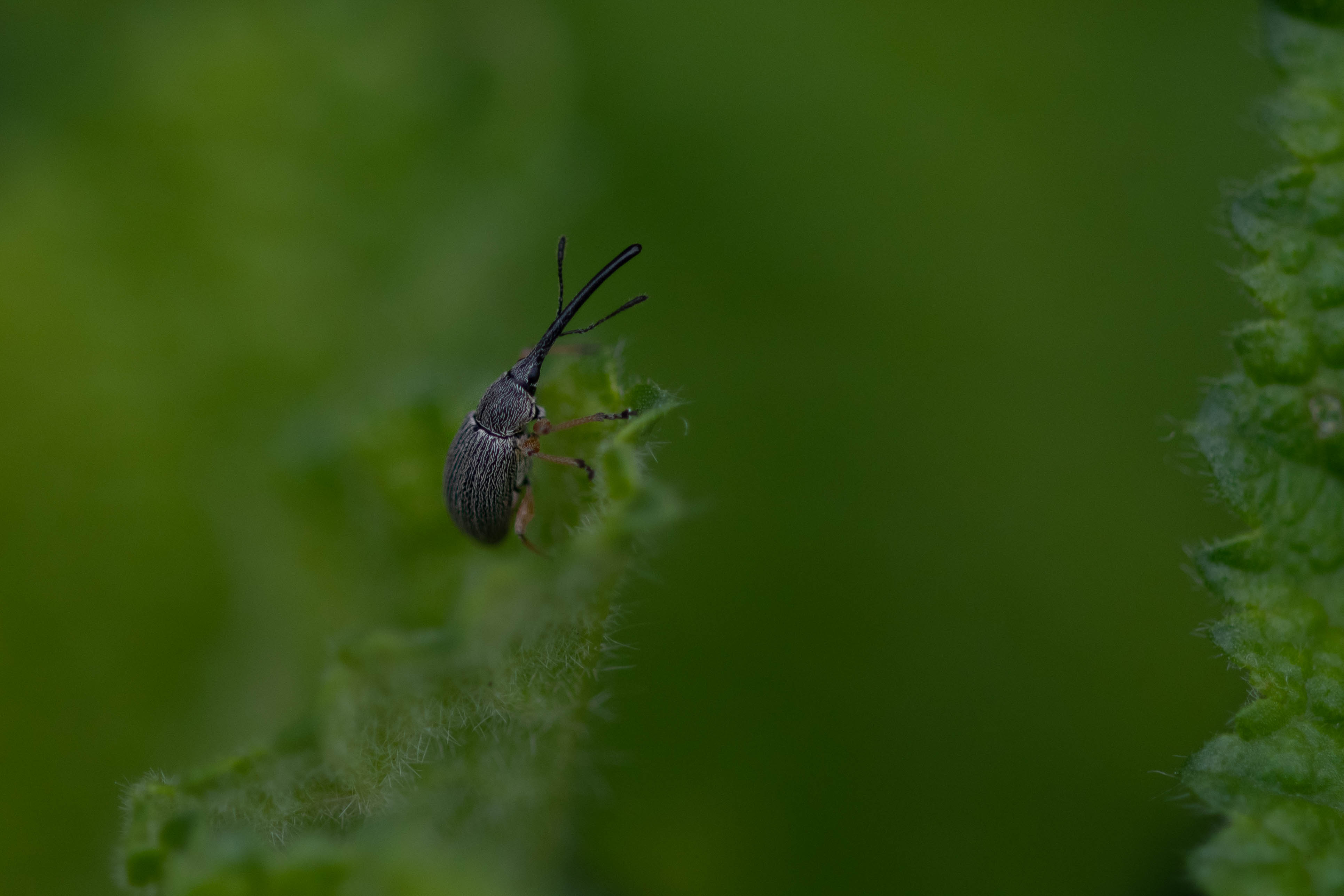 Diary of an Urban Wild Garden: See No Weevil