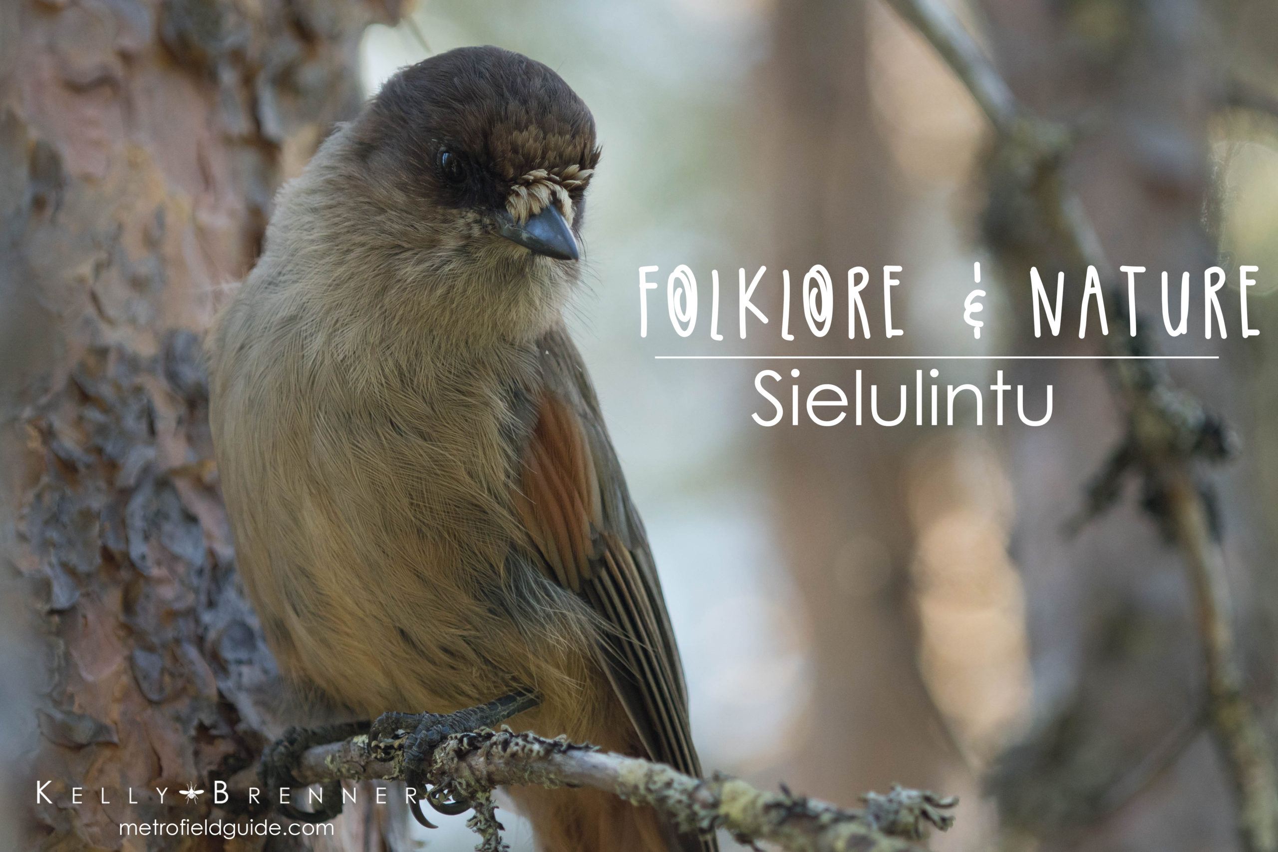 Folklore & Nature: Sielulintu