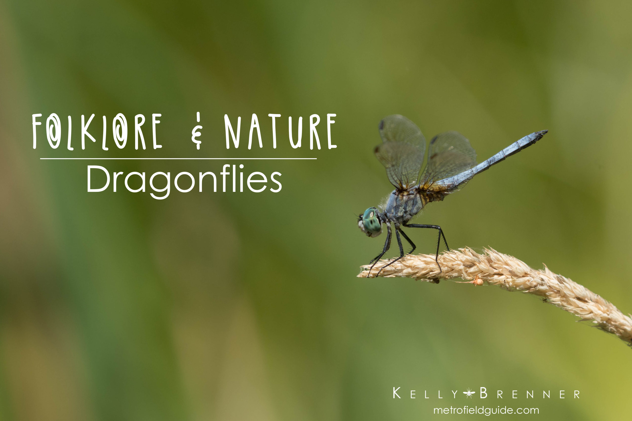 Folklore & Nature: Dragonflies