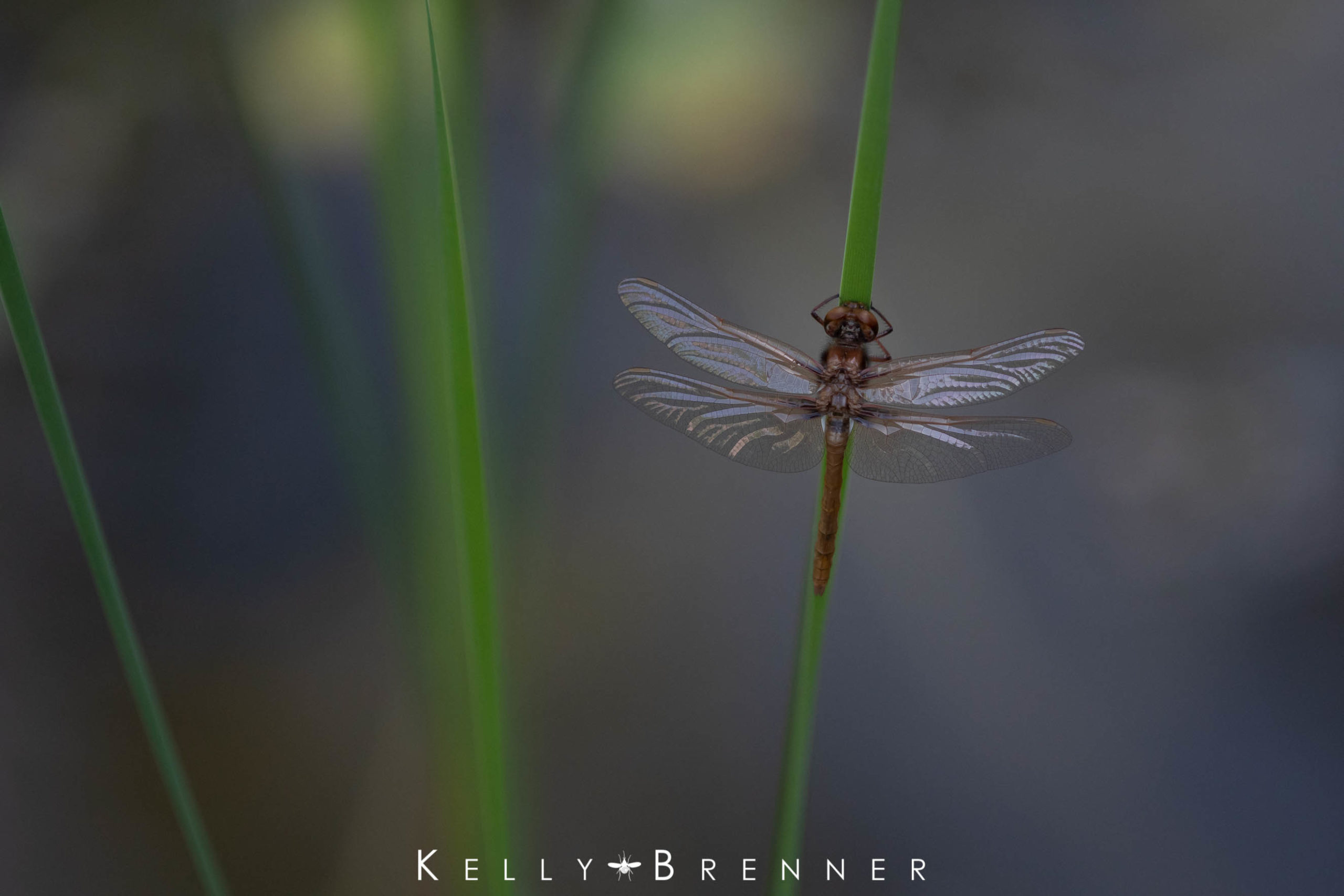 Poem of the Week: The Dragonfly – Kelly Brenner
