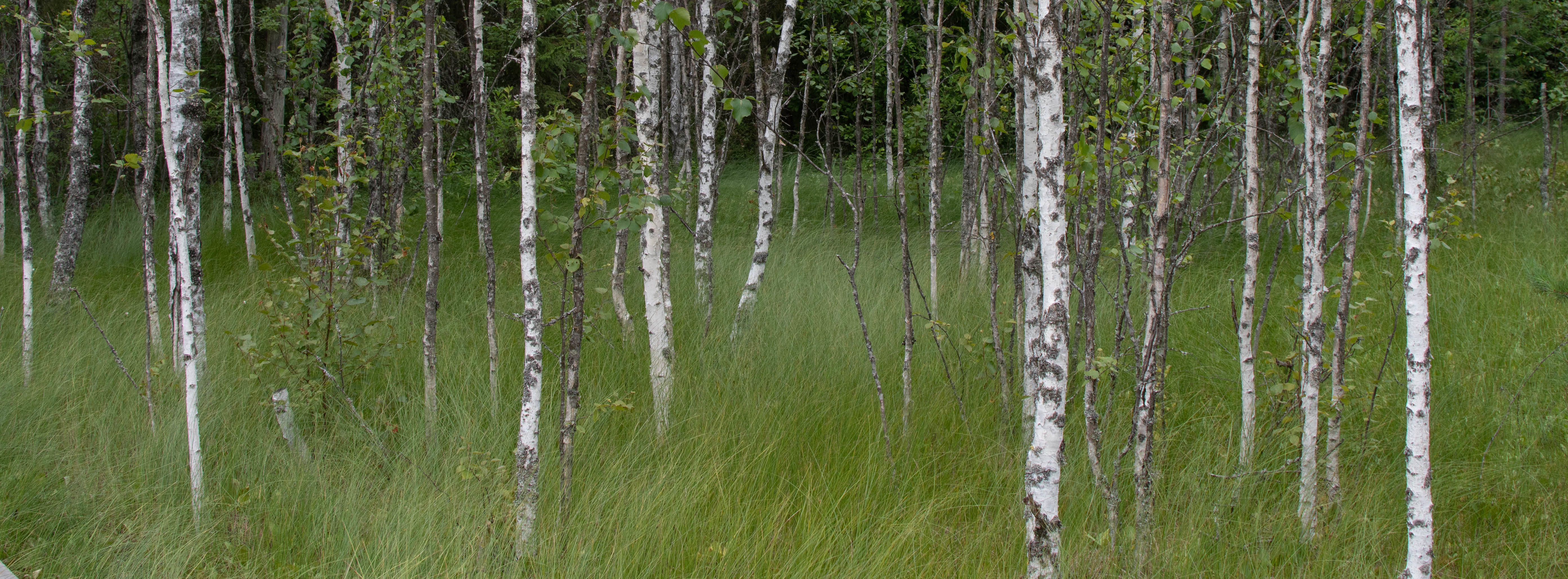 Folklore & Nature: Birch Bark