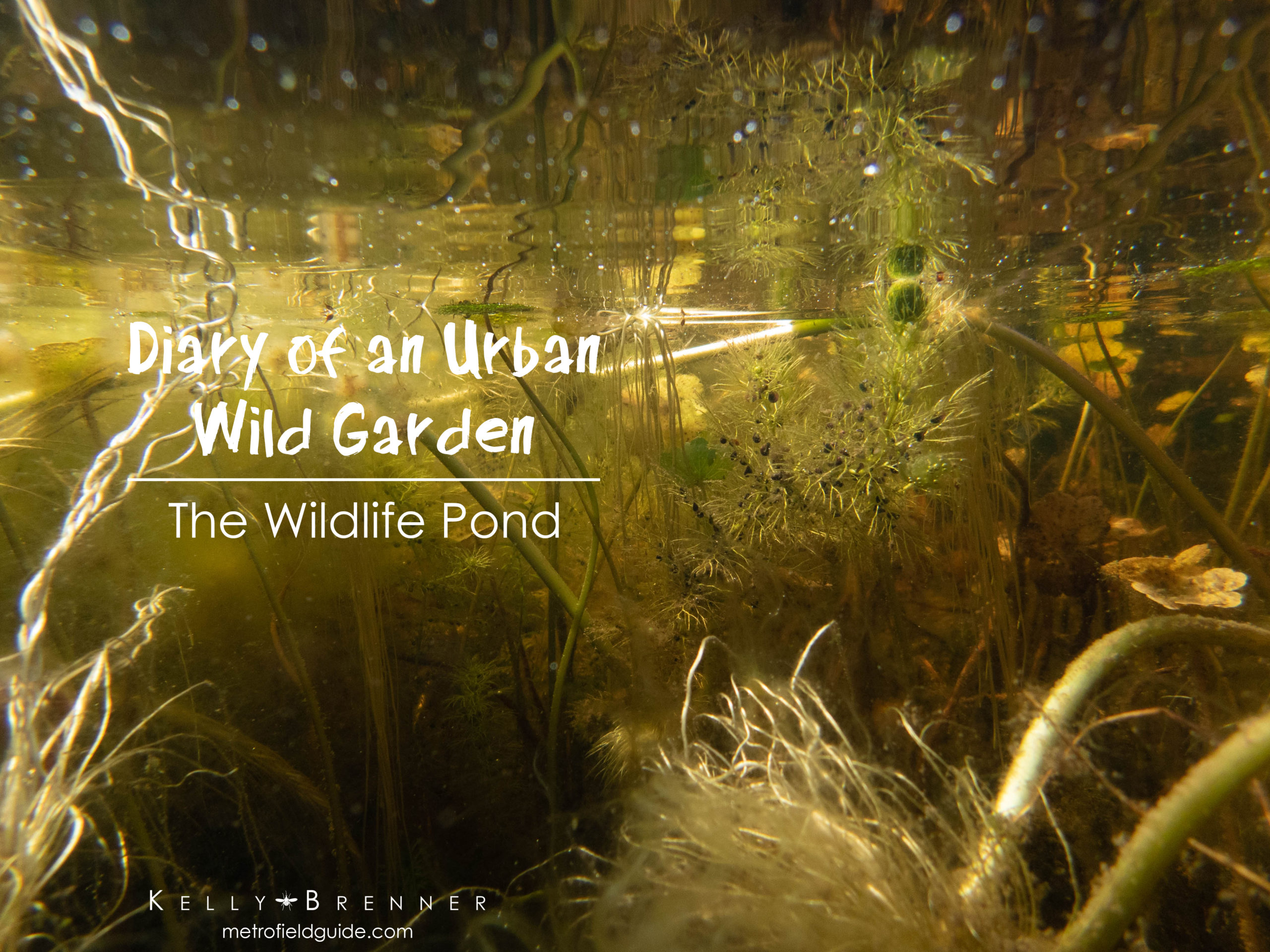 Diary of an Urban Wild Garden: Wildlife Pond