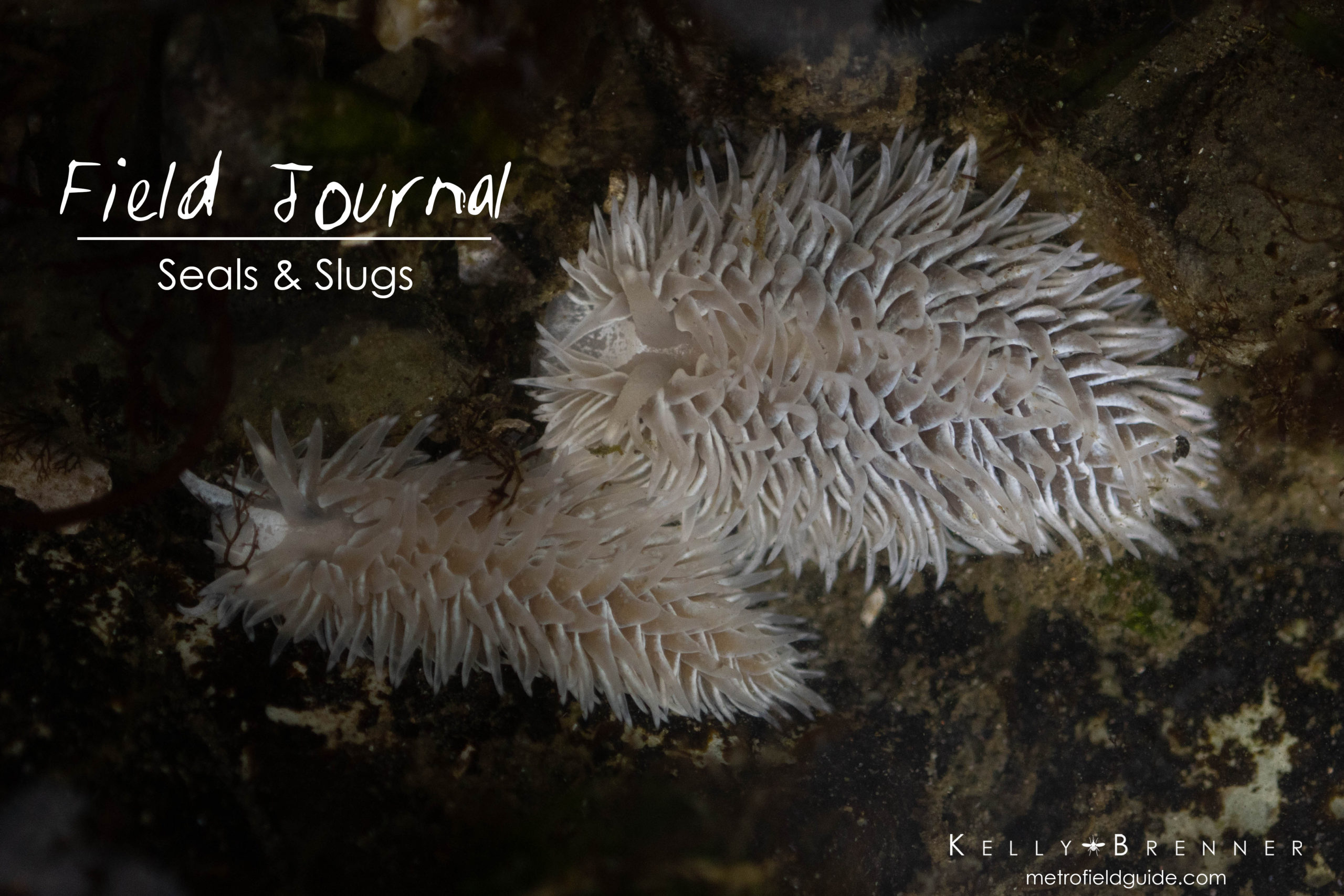 Field Journal: Seals and Slugs