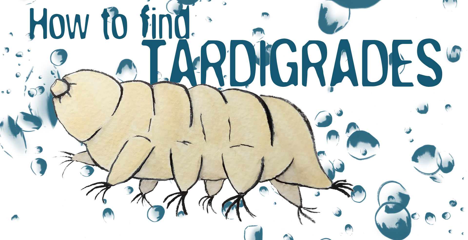 How to Find Tardigrades