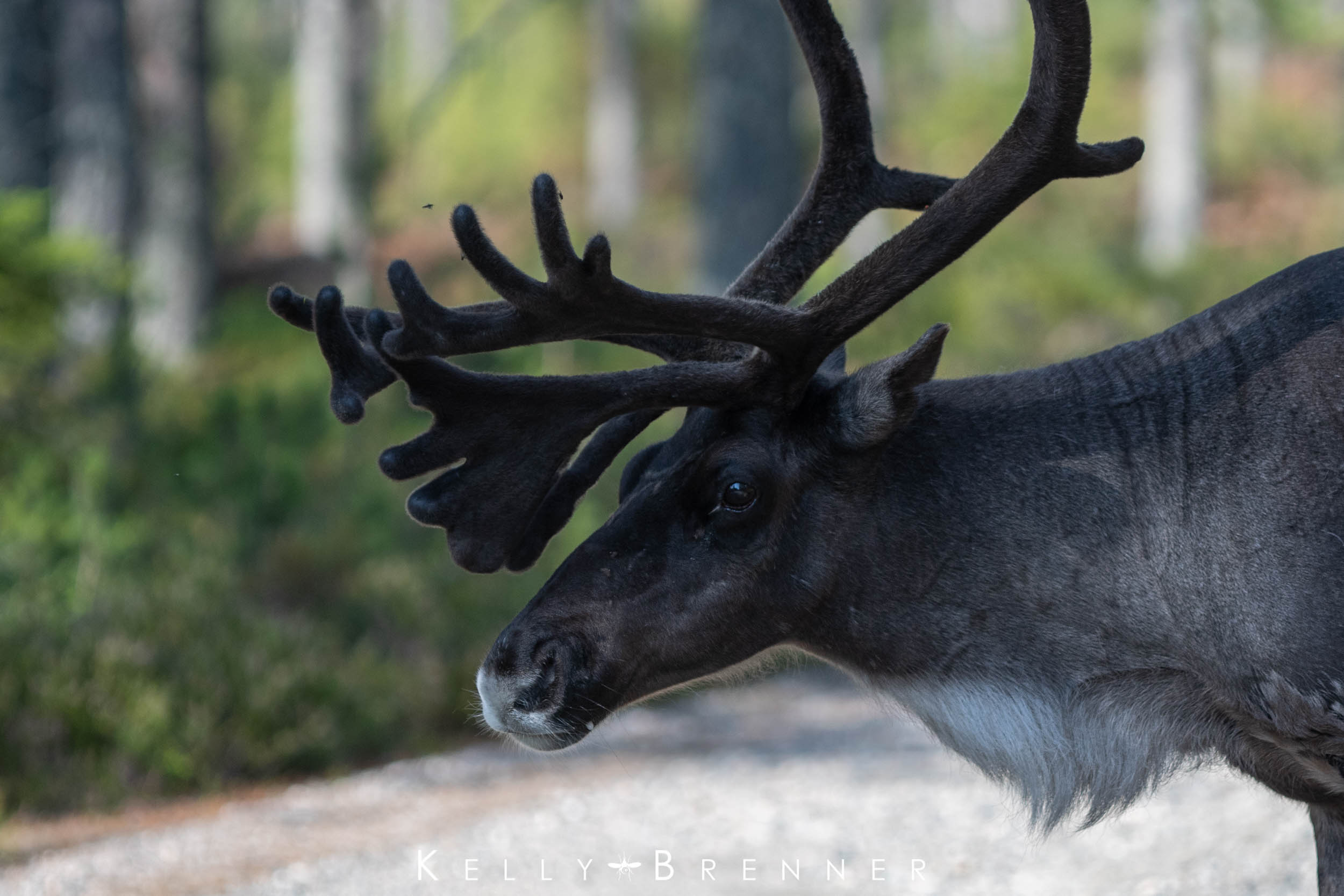 Red-nosed Reindeer: The Story of the Reindeer Snot Bot