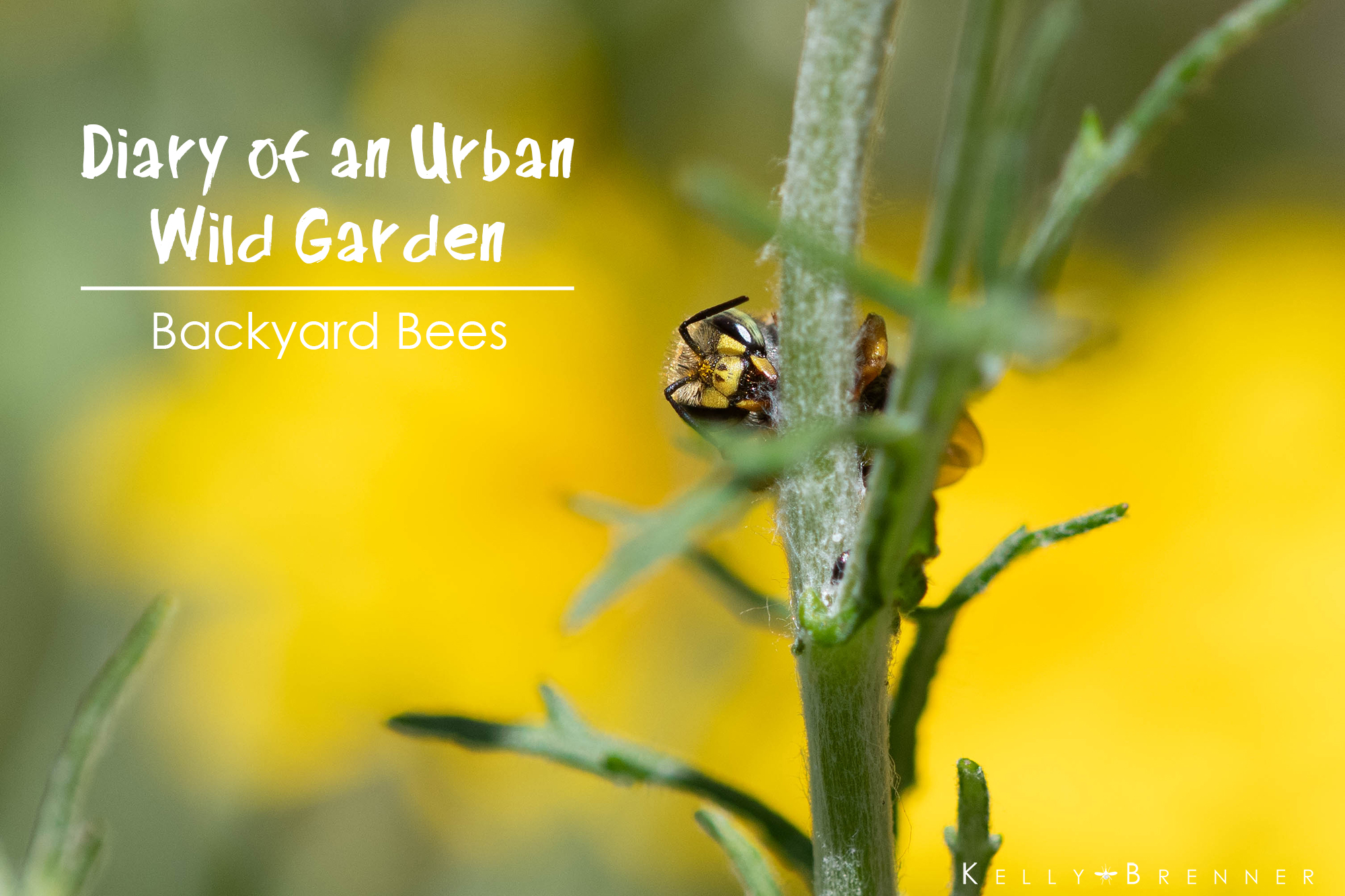 Diary of an Urban Wild Garden: Backyard Bees
