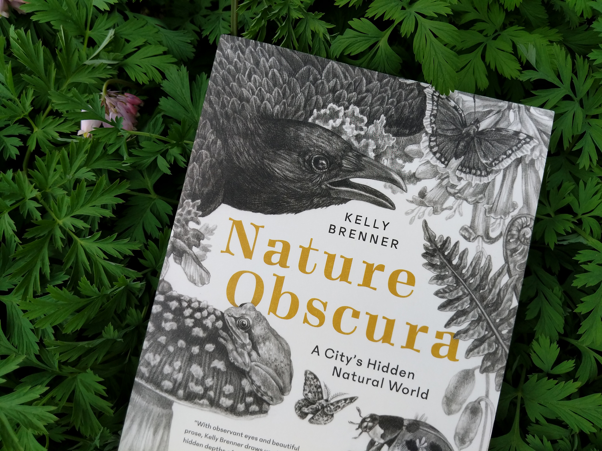 Kelly Brenner in Conversation with Seattle Audubon