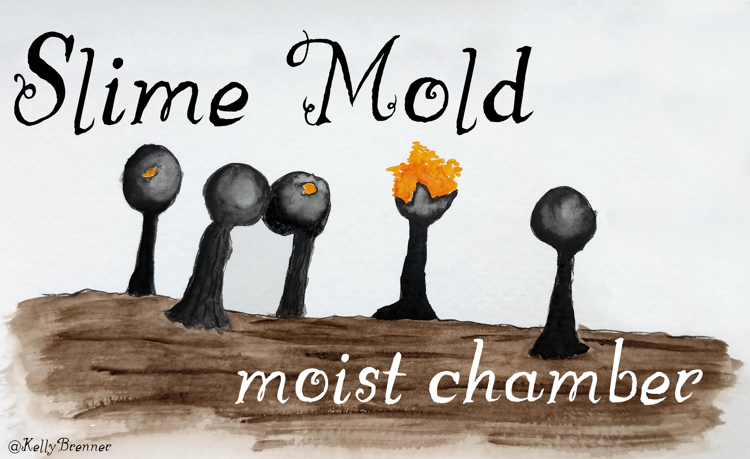 How to Create a Slime Mold Moist Chamber