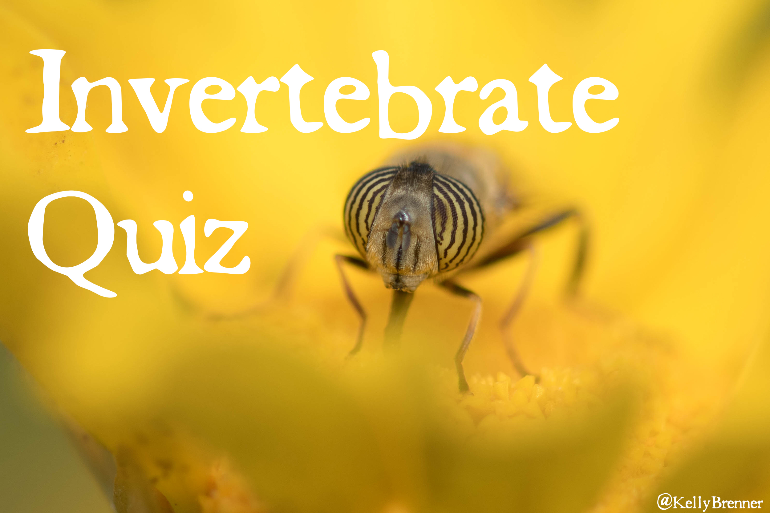 Invertebrate Quiz: What Doesn’t Belong?