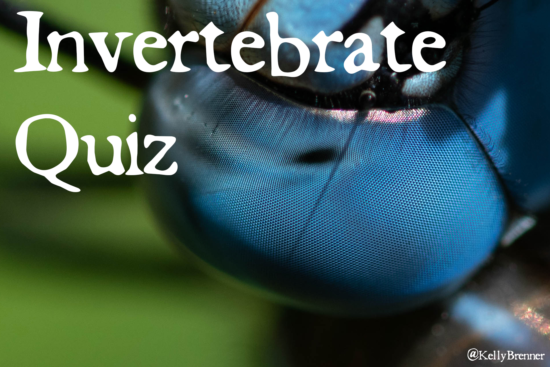 Invertebrate Quiz: Here’s Looking at You