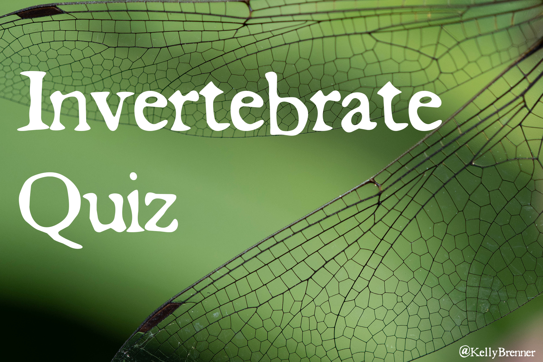 Invertebrate Quiz: Take Flight