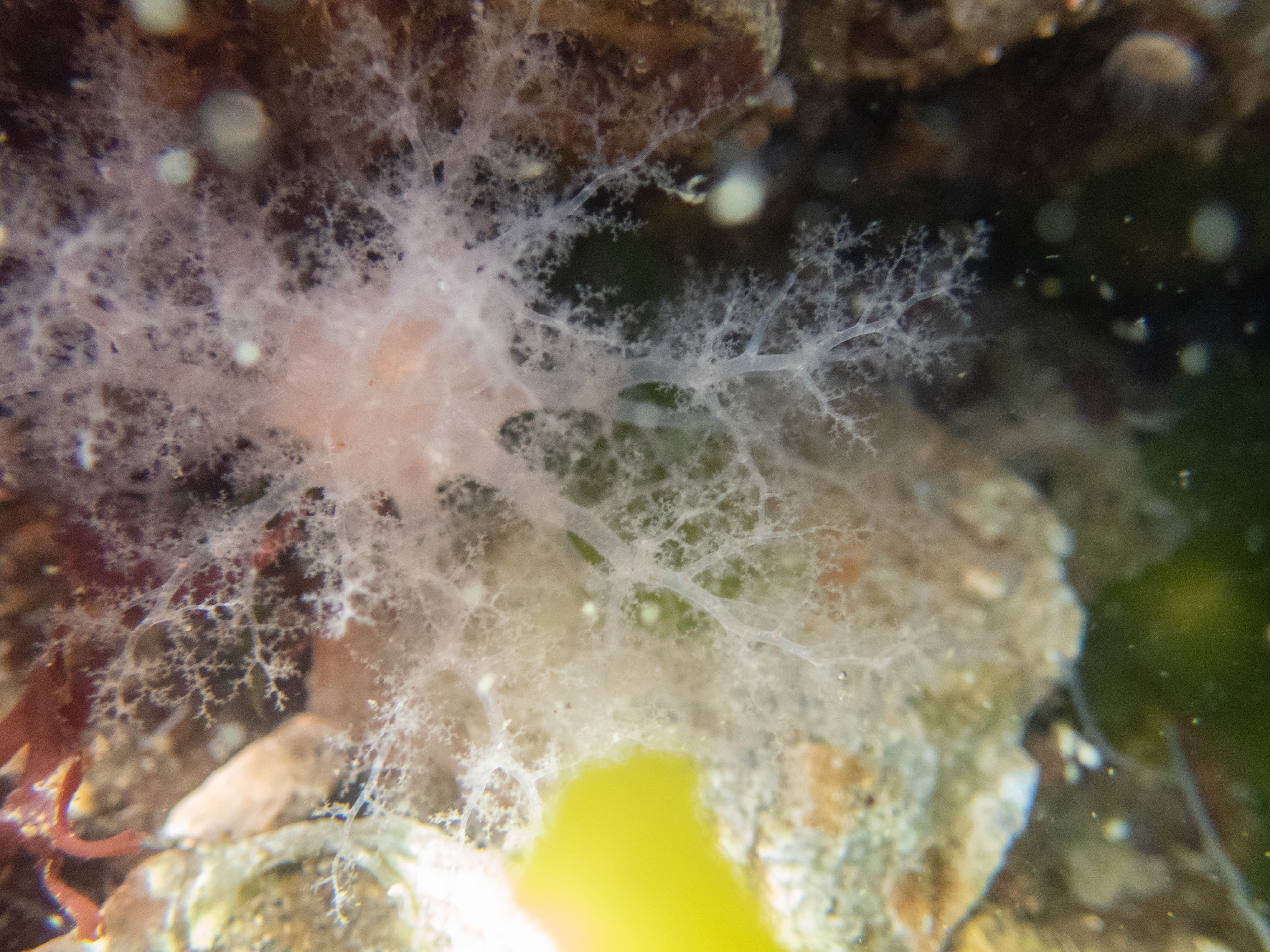 Field Journal: Sea Squirts & More