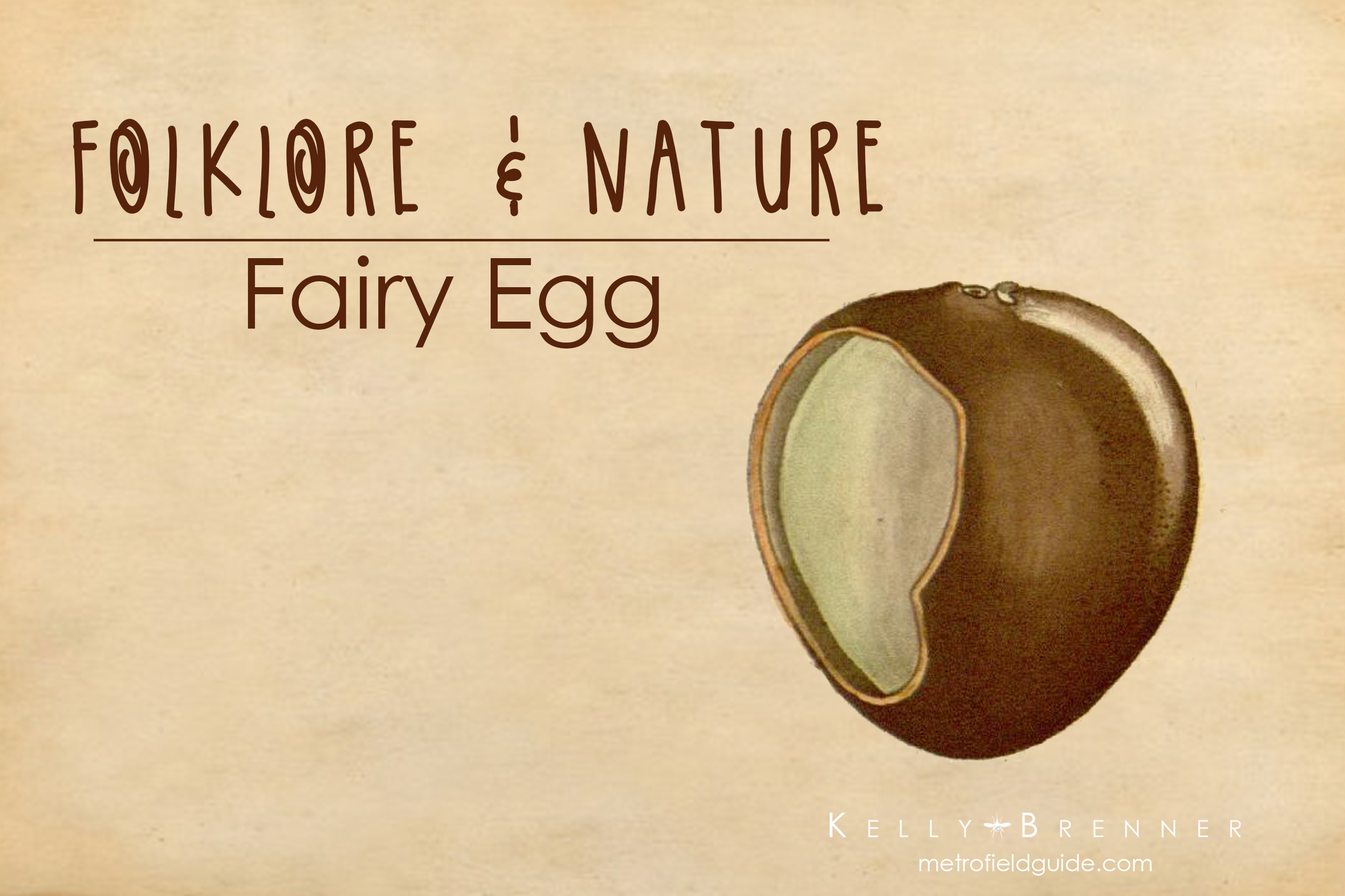Folklore & Nature: The Fairy Egg
