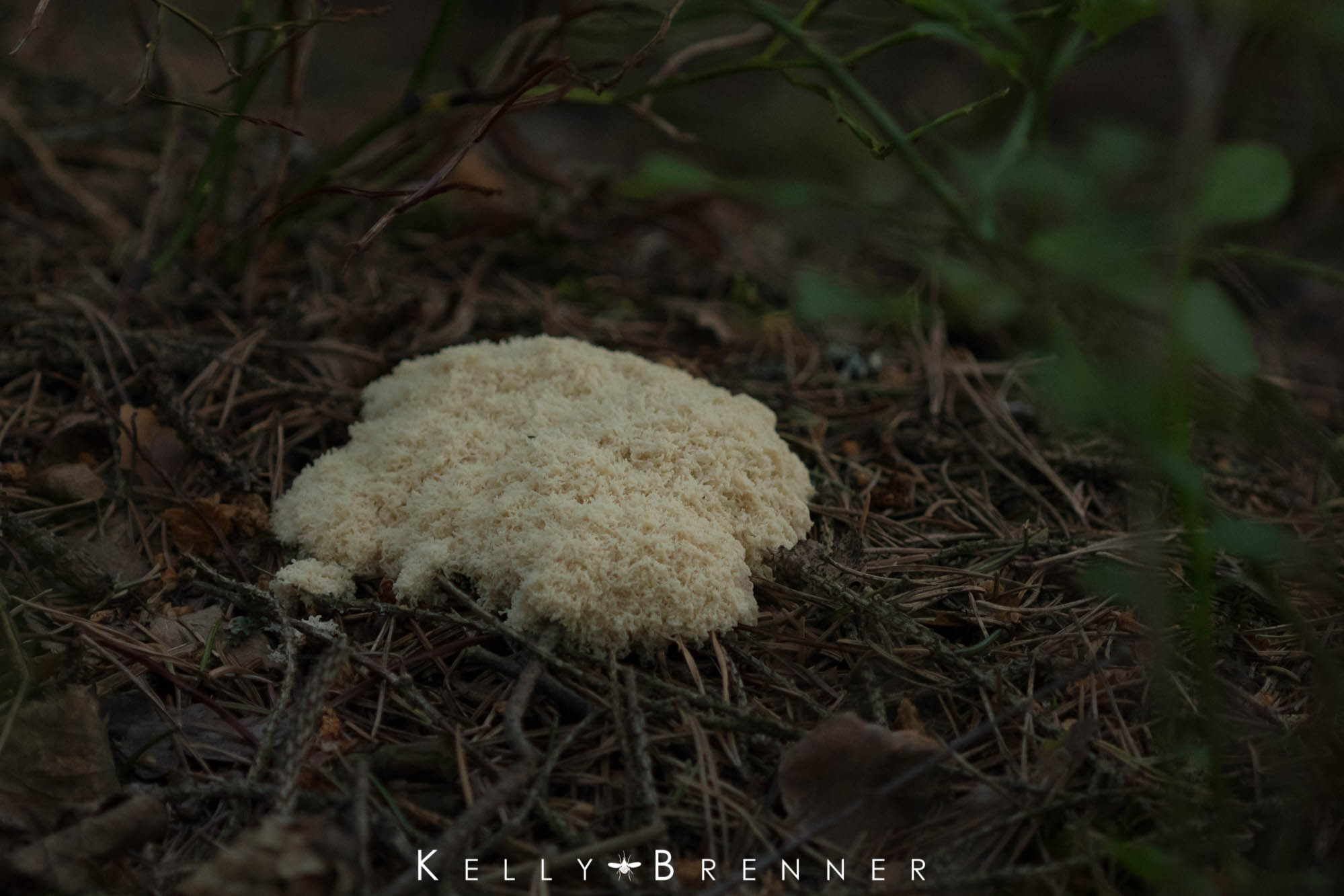 Folklore & Nature: Fairy Butter