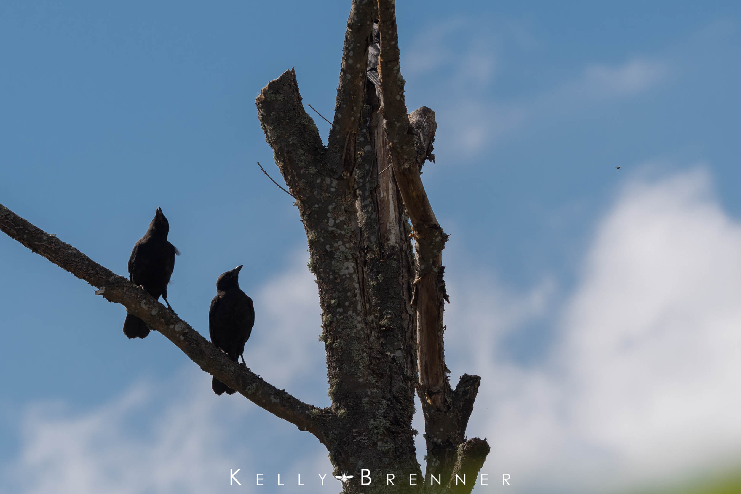 Poem of the Week: Two Old Crows