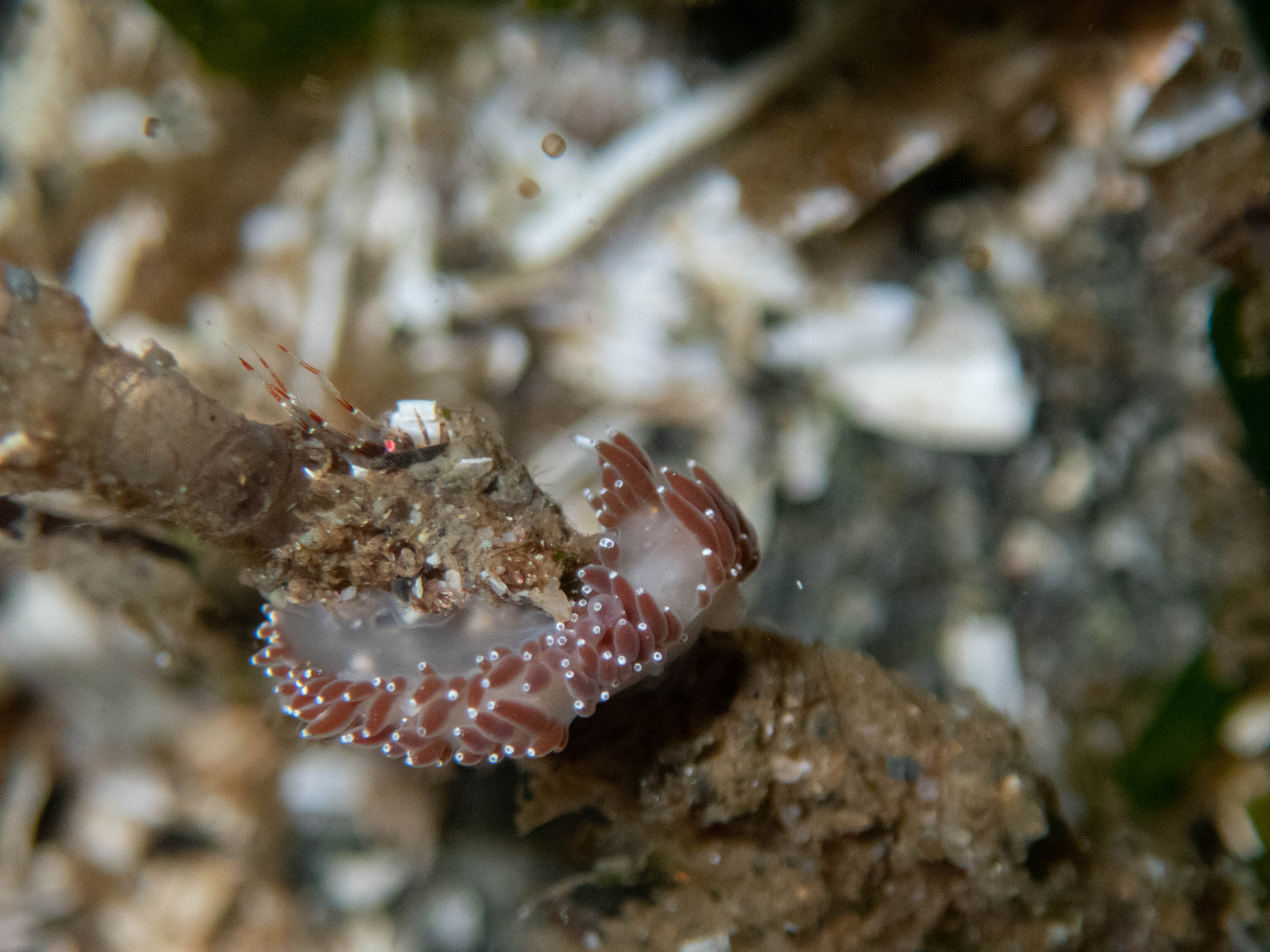 Microblog: end of summer nudibranchs