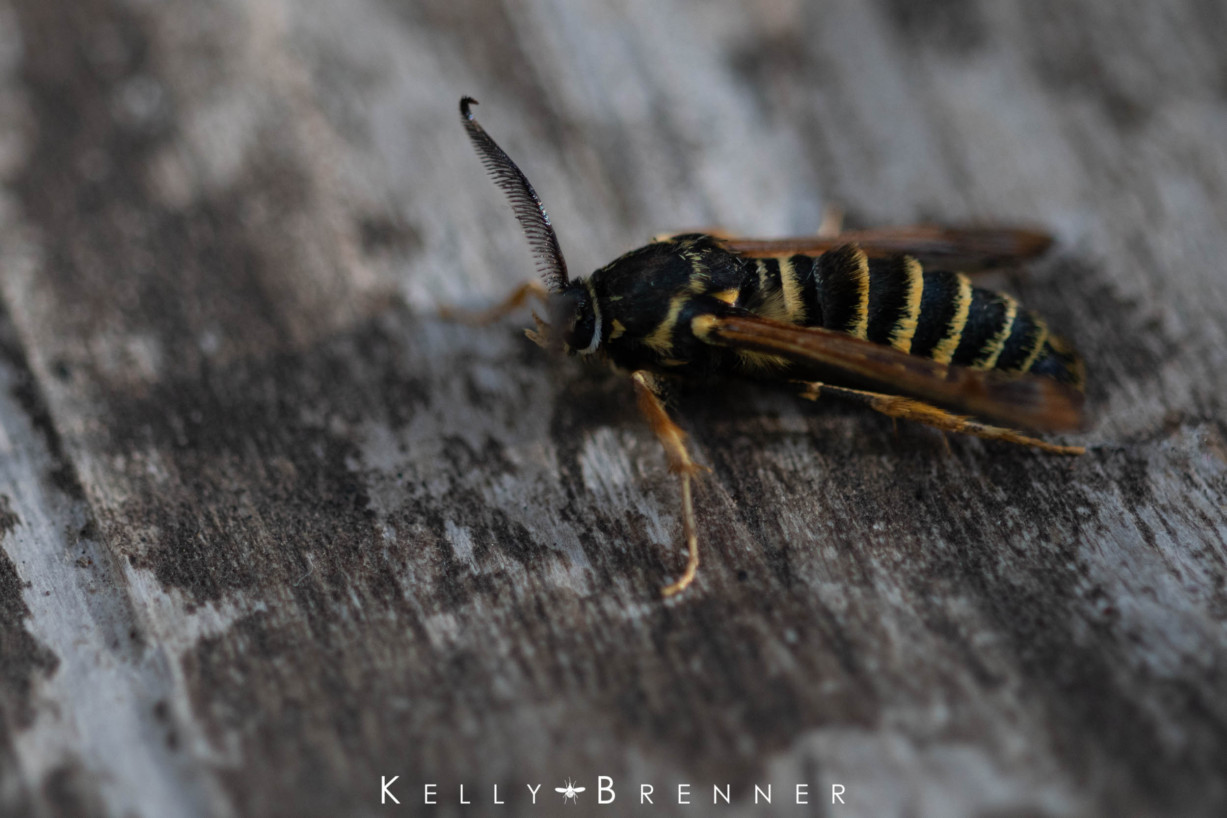 Microblog: a clearwing moth