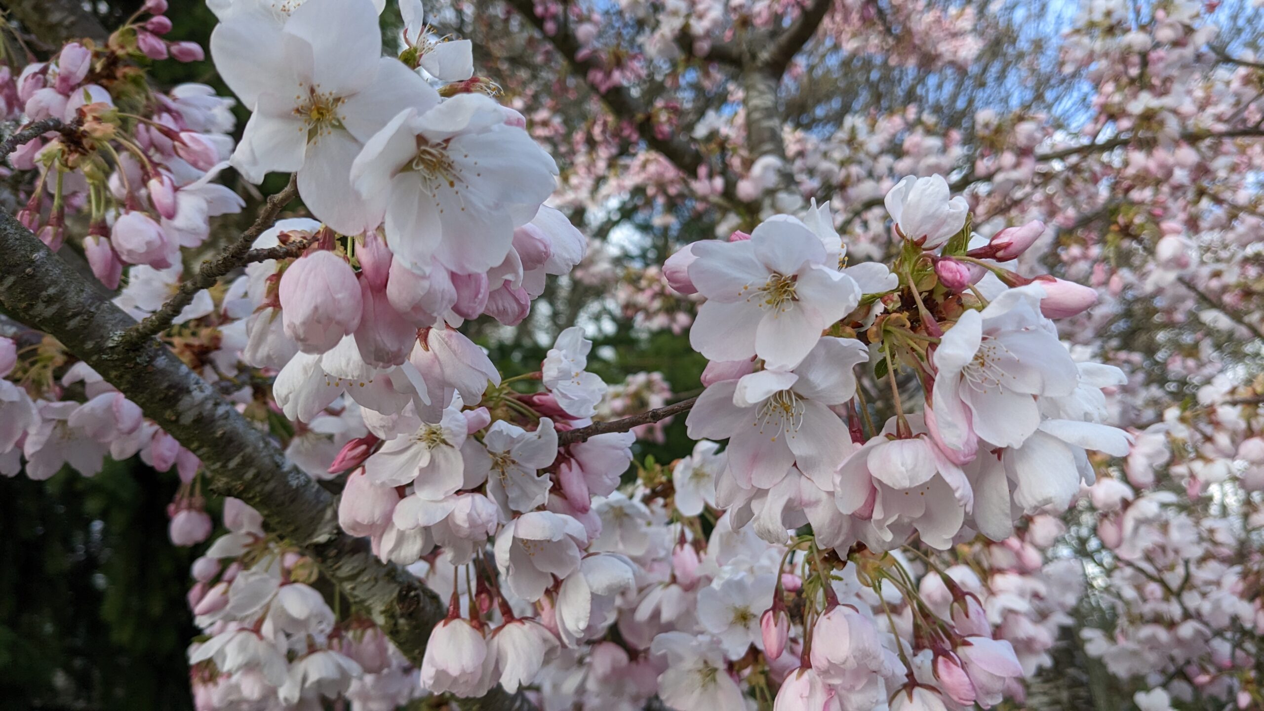 Cherry Blossoms – Kelly Brenner