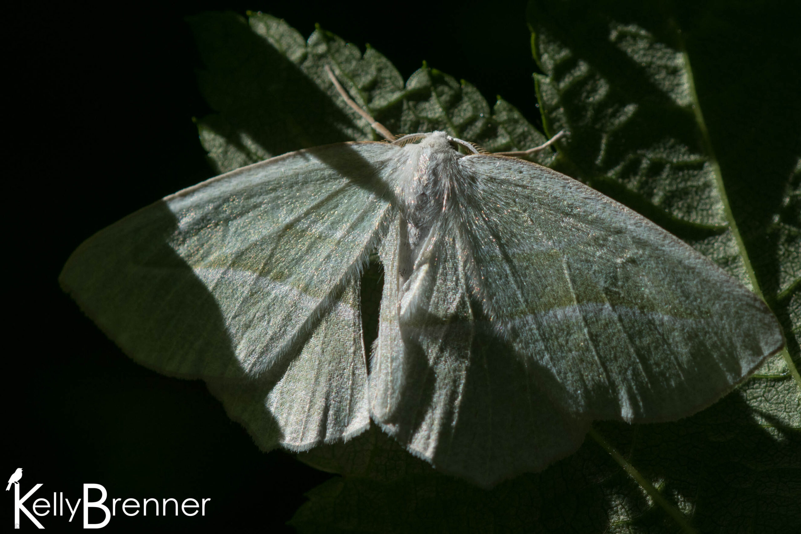Poem of the Week: The White Moth