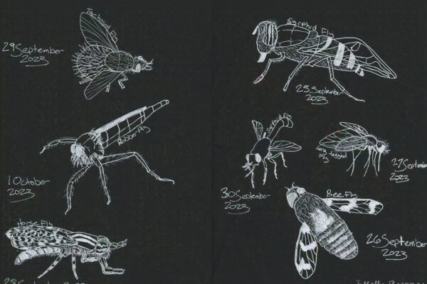 Flies