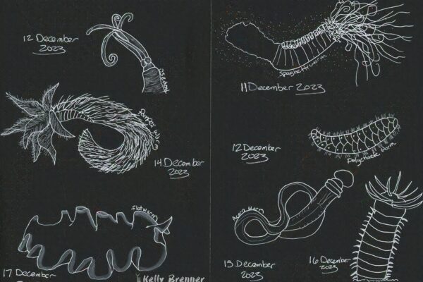 Marine Worms